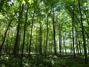 Eau-Pleine-Trees