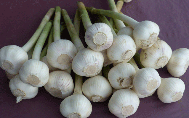 Garlic